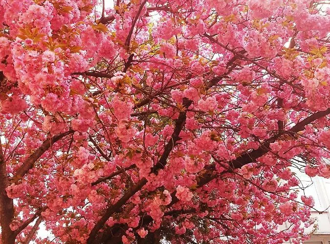 Unicorniselit Apartment *